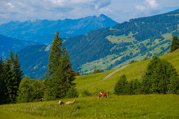 Small herd of cows graze in the Alpine meadow in Switzerland