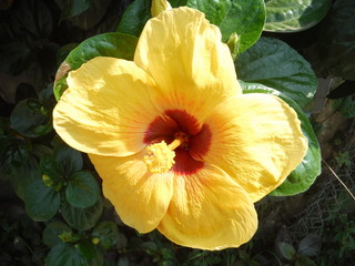 Naklejka premium Beautiful asian flowers