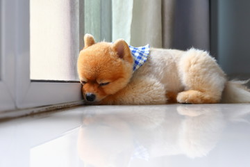 pomeranian dog cute pet sleeping in home
