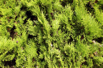 Thuja leaves branches
