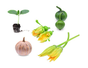 Collection set of  pumpkin  isolated on white background, Soft pumpkin,yellow pumpkin,flower pumpkin,green pumpkin.