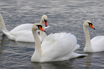 Obraz premium White swans on the winter lake