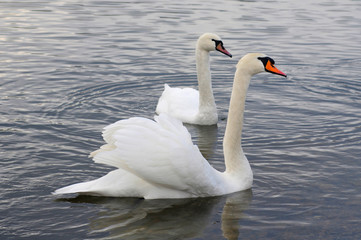 White swans on the winter lake