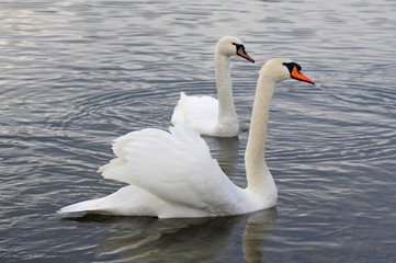 White swans on the winter lake © mikhailgrytsiv