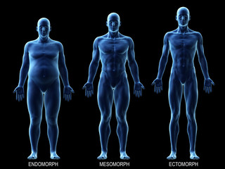 3d rendered medically accurate illustration of the male body types