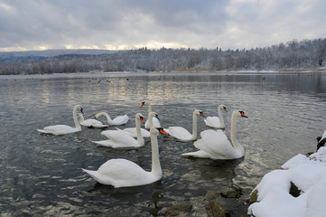 White swans on the winter lake © mikhailgrytsiv