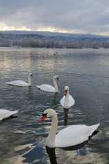 White swans on the winter lake © mikhailgrytsiv