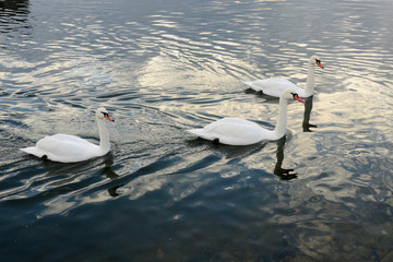 White swans on the winter lake © mikhailgrytsiv