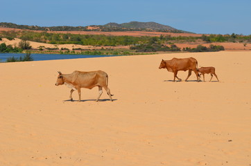 Vietnam desert near Danang