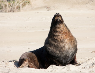 Fototapeta premium A large New Zealand Sea Lion sunbathing and relaxing on a beach at Surat Bay in the Catlins in the South Island in New Zealand