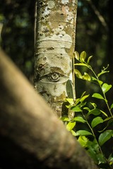 Obraz premium An aspen tree in an african tropical forest