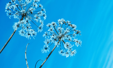 Crystal snow-flowers against the blue sky.