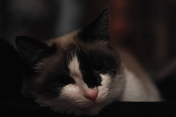 cat with blue eyes