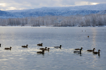 White swans on the winter lake © mikhailgrytsiv