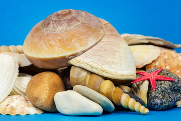 Seashells,stones and starfish close up