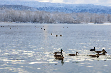 White swans on the winter lake © mikhailgrytsiv