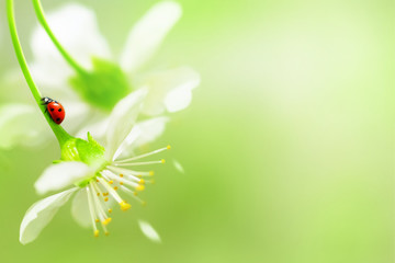 Natural spring background. Red ladybug on white cherry flowers. Free space for text. UFO green and yellow color.