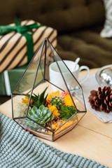 Decorative houseplants in winter. Florarium with fresh flowers on the table in a bright living room, decorated for Christmas.