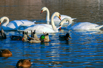 White swans on a colorful lake © mikhailgrytsiv