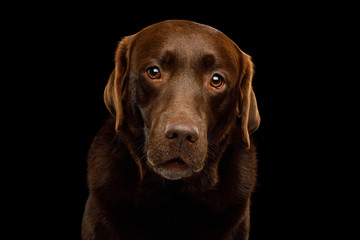 Funny Portrait of Amazement Labrador retriever dog Gazing on isolated black background, front view