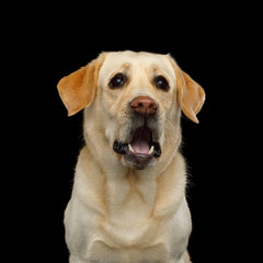 Funny Portrait of Surprised Labrador retriever dog Staring with opened mouth on isolated black...