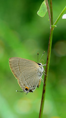 Obraz premium butterfly on leaf