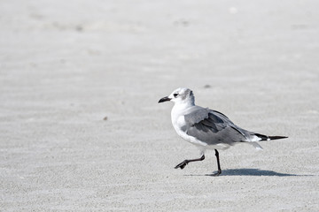 seagull 1