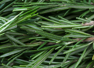 rosemary macro photos