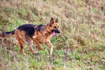 Dog breed German Shepherd running on the field in autumn. Coursing