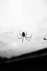A fat Korean spider