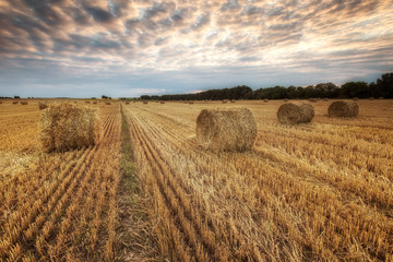 Fototapeta na wymiar Summer field / Landscape with a field full of hay bales before sunset