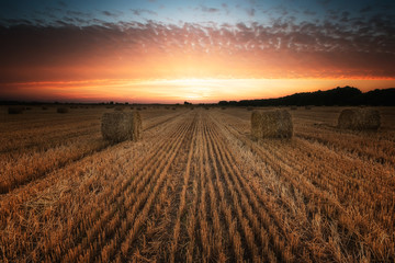 Summer field / Landscape with a field full of hay bales at sunset