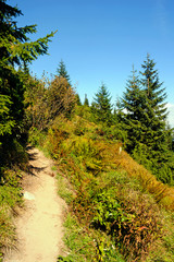 Bright green mountains in the summer