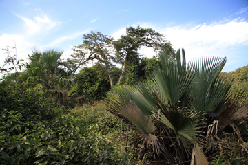 palmy i inne drzewa w lesie tropikalnym w gambii