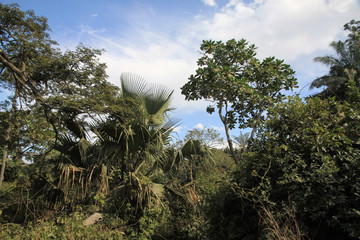 palmy i inne drzewa w lesie tropikalnym w gambii
