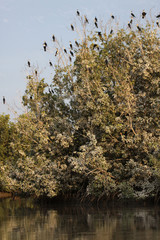 ptaki siedzące na czubkach drzew nad rozlwiskiem w afryce © KOLA  STUDIO