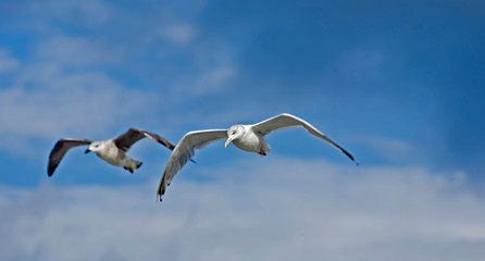 Möwen im Flug