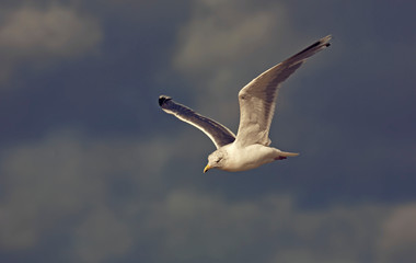 Möwe im Flug