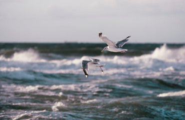 Möwen über dem Meer
