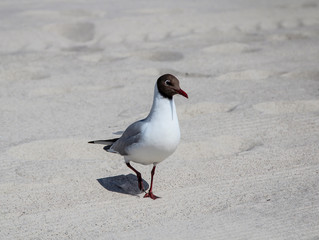Möwe am Strand, Sand