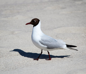 Möwe am Strand, Sand