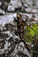 Yellow Spotted Salamander - Romania Mountains