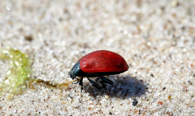 Käfer im Sand