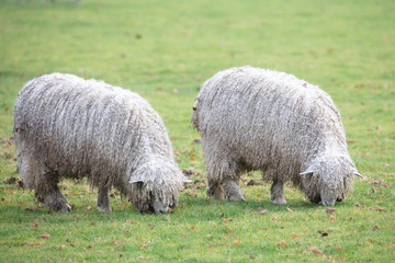 lincoln longwool rare breed at riseholme agricultural collage