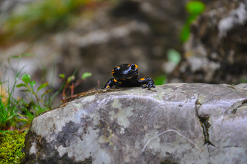 Fire Salamander Romania Bihor Mountains