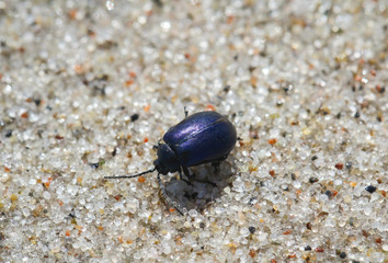 Käfer im Sand