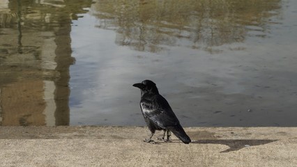 Corbeau Parc Georges Brassens Paris