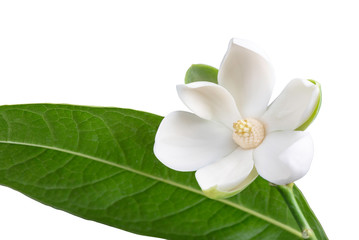 White magnolia flower and green leaf on isolated white background.