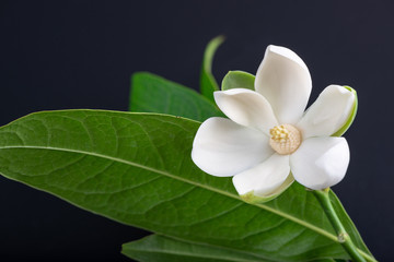 Obraz premium White magnolia flower and green leaf on isolated black background.