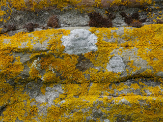 lichen on the rocks